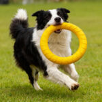 Pet Play Kit Includes Flying Disc Ball Pull Rope Wear Resistant Chew Toy Set Teeth Cleansing Interactive Supplies